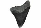 Fossil Megalodon Tooth - South Carolina #307656-1